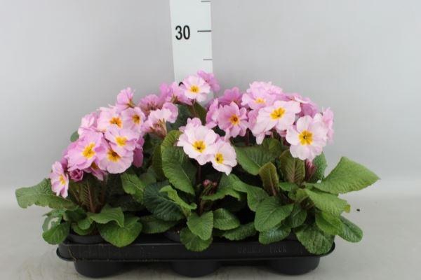 <h4>Primula ac. ...</h4>