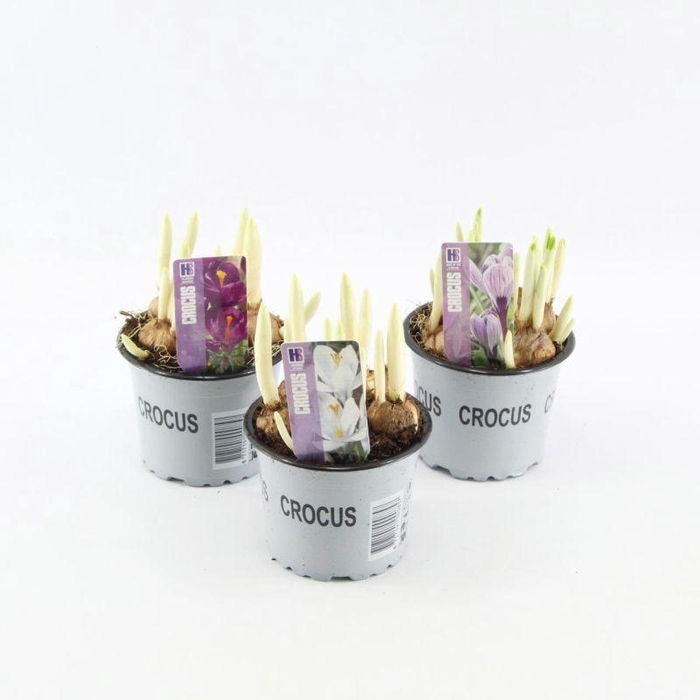 <h4>Crocus gemengd</h4>