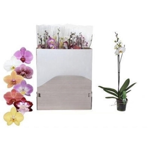Phal Gem 1 Branche 10+