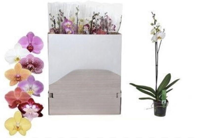 <h4>Phal Gem 1 Branche 10+</h4>