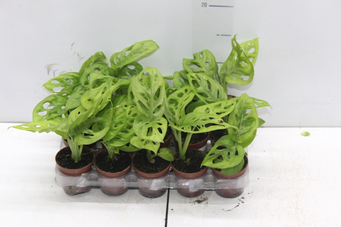 <h4>MONSTERA OBLIQUA ADANSONII P06</h4>