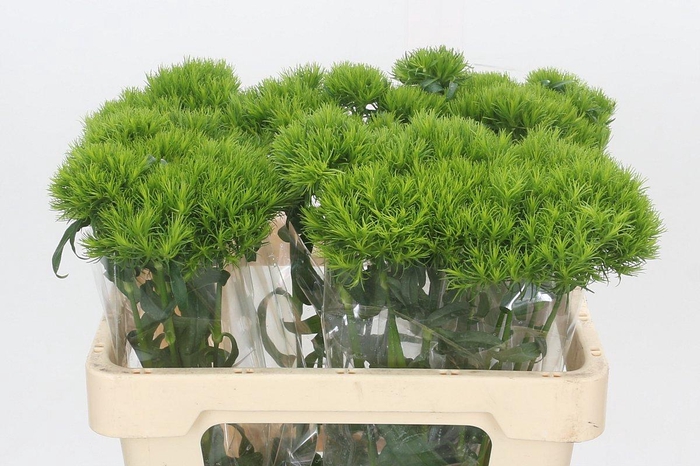 <h4>Dianthus Br Kiwi Mellow</h4>