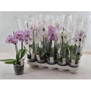 !! PROMO !! PHAL MIX 2 TAK A2