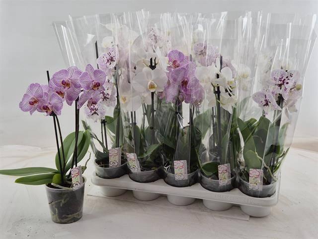 <h4>!! PROMO !! PHAL MIX 2 TAK A2</h4>