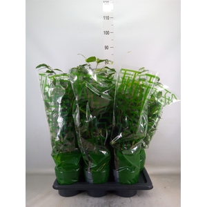 Ficus benja. 'Danielle'