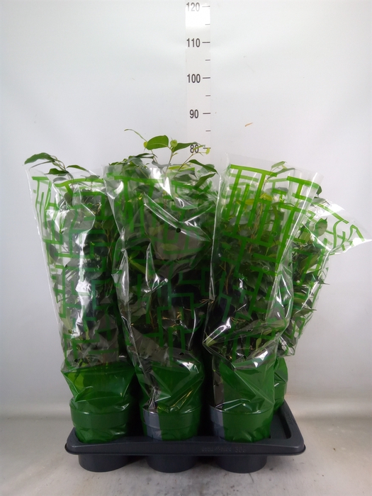 <h4>Ficus benja. 'Danielle'</h4>