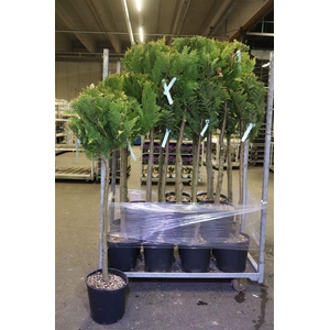 arr8 Cham L Stardust