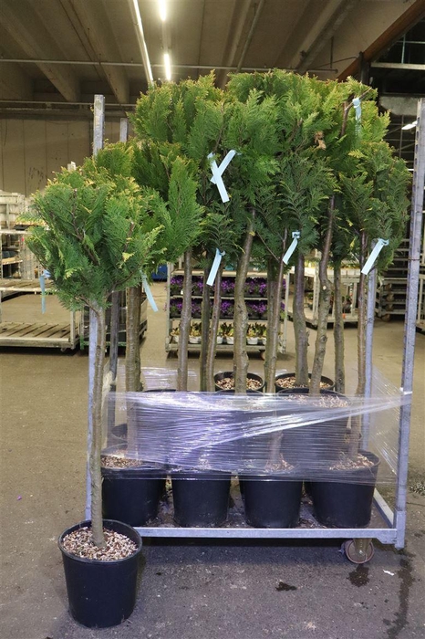 <h4>Cham L Stardust</h4>