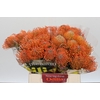 Nutans Ayoba Mandarin Zest