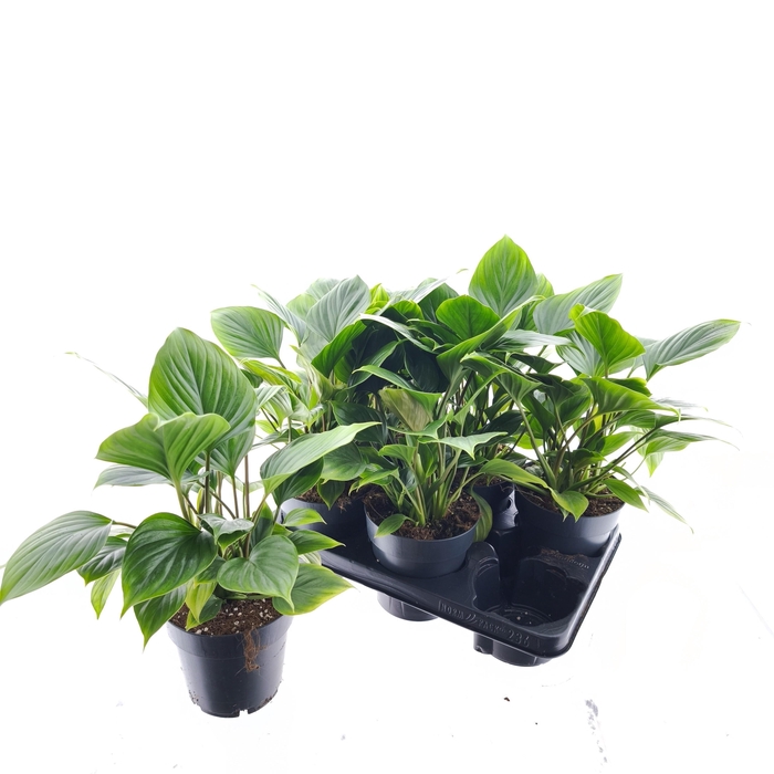 <h4>HOMAL EMERALD GEM</h4>