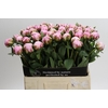 Paeonia Sarah Bernhardt XL
