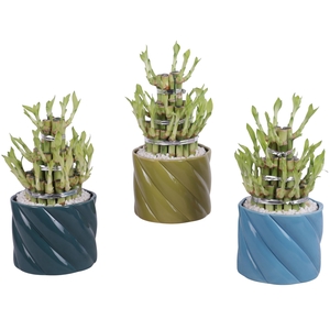 Lucky Bamboo Shape Round 3B Ø14cm Ceramic FB674