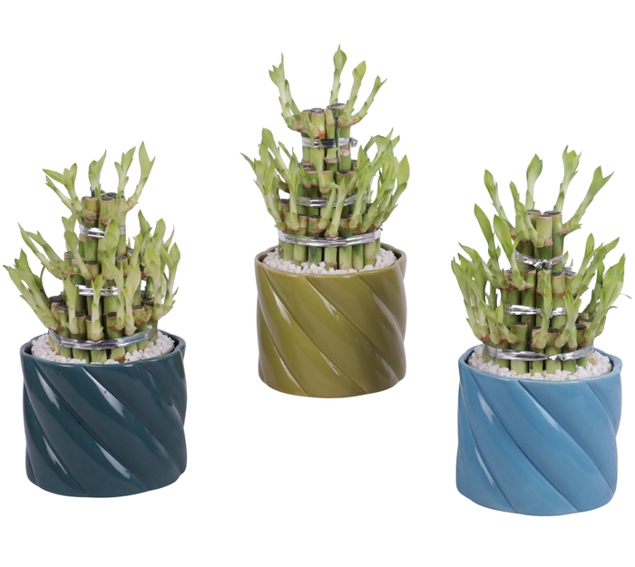 <h4>Lucky Bamboo Shape Round 3B Ø14cm Ceramic FB674</h4>