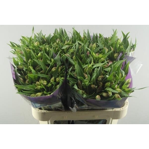 ALSTR AVIANNA (L.ROSE)XXX