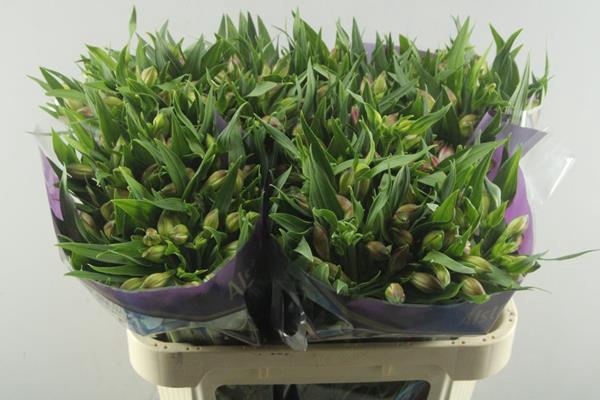 <h4>Alstr Avianna (l.rose) 100 Gr</h4>
