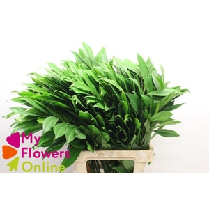 Greenery Cocculus 60cm CO