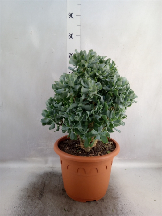 <h4>Crassula arborescens subsp. undilat</h4>