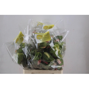 Papaver Mixed Sup Sup P Stem