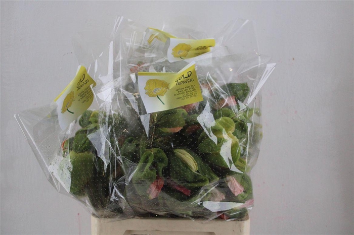 <h4>Papaver Mixed Sup Sup P Stem</h4>