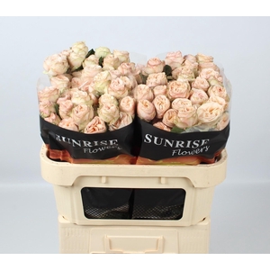 R TR GEN TRENDSETTER