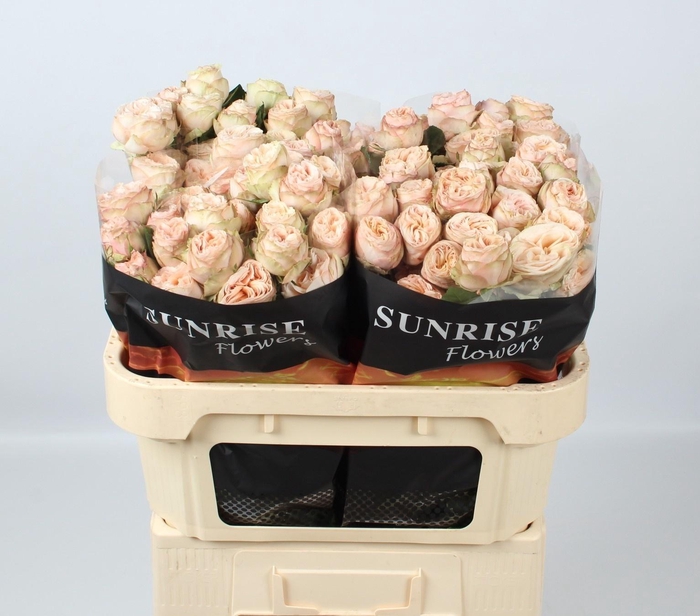 <h4>R TR GEN TRENDSETTER</h4>