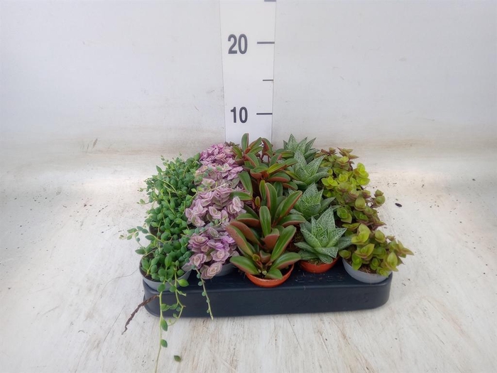 <h4>Planten ..mix</h4>