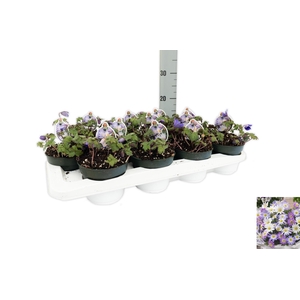 Anemone Blanda Blue Shades