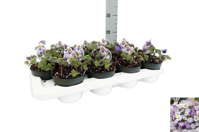 <h4>Anemone Blanda Blue Shades</h4>