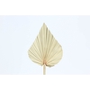 Palm spear per stem Intense Bleached