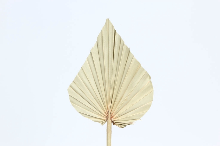 Palm spear per stem Intense Bleached
