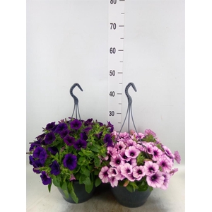 Petunia   ...