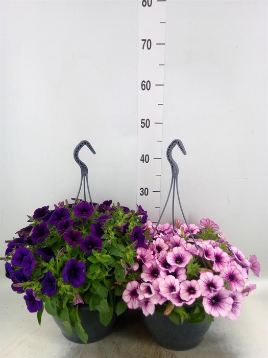 <h4>Petunia   ...</h4>