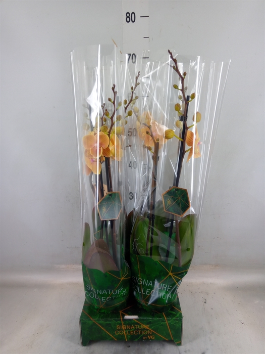 <h4>Phalaenopsis   ...</h4>