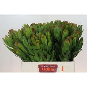 Leucadendron Goldstrike