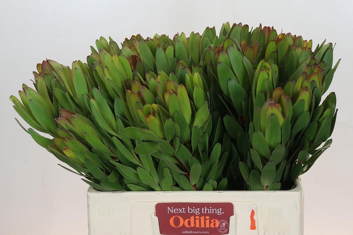 <h4>Leucadendron Goldstrike</h4>