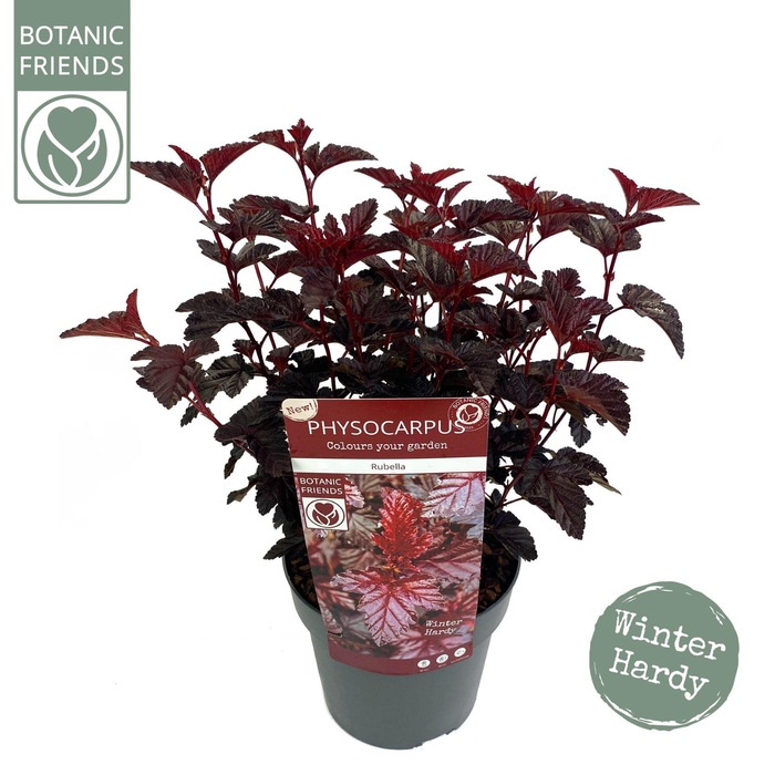 <h4>Physocarpus opulifolius</h4>