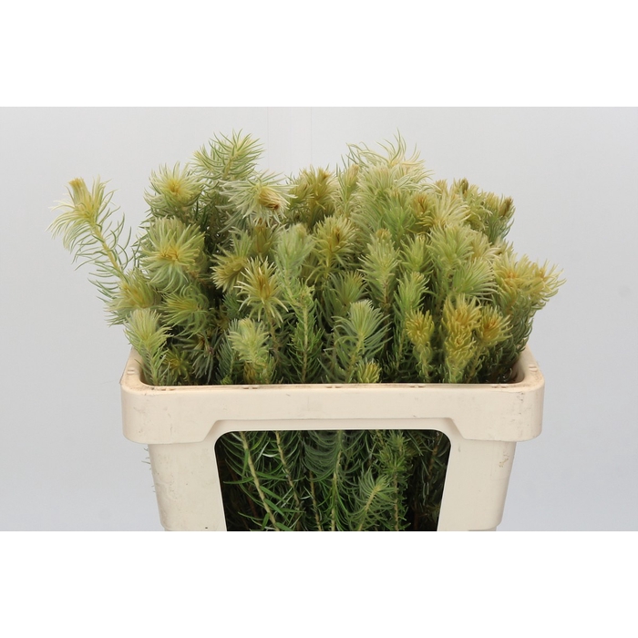 <h4>Kaaps Groen Phylica Pubescens</h4>