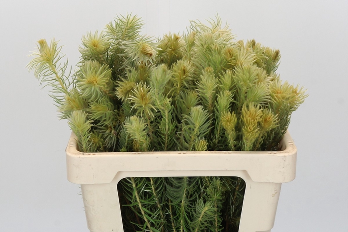 <h4>Kaaps Groen Phylica Pubescens</h4>