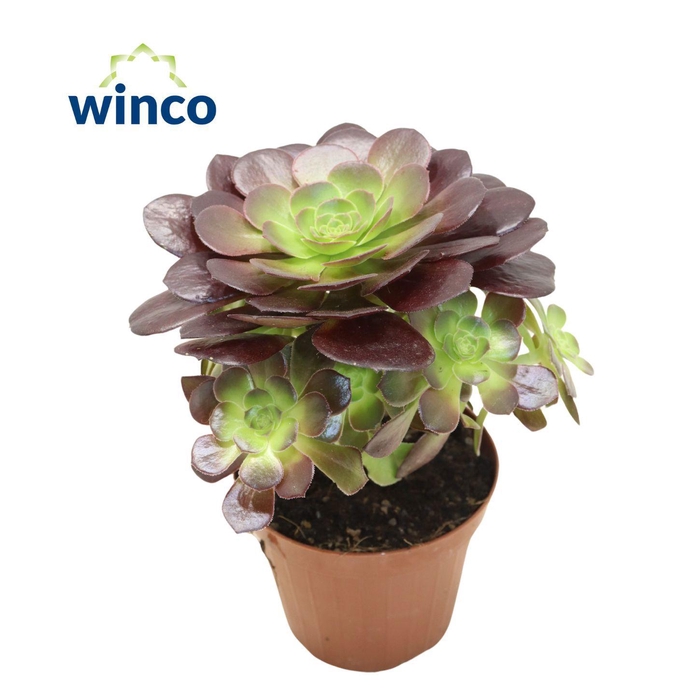 <h4>Aeonium Bushing Beauty</h4>
