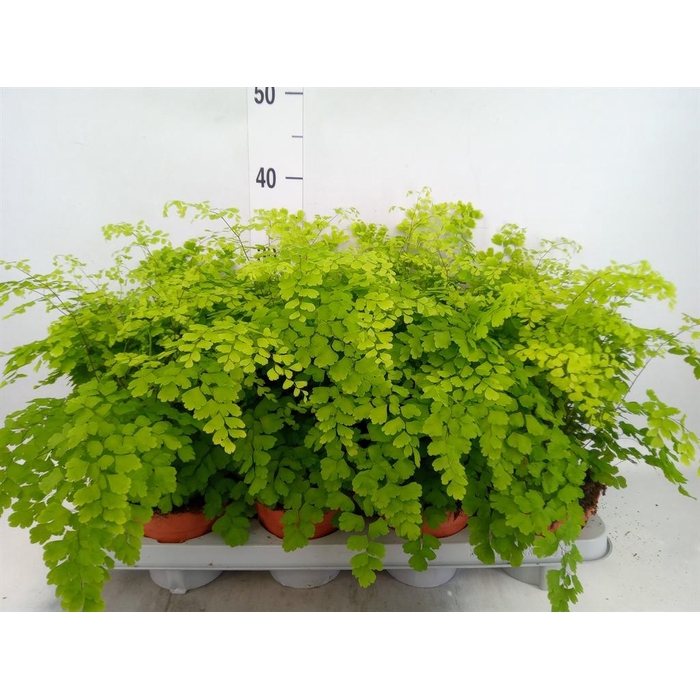 <h4>Adiantum raddi. 'Fragrans'</h4>