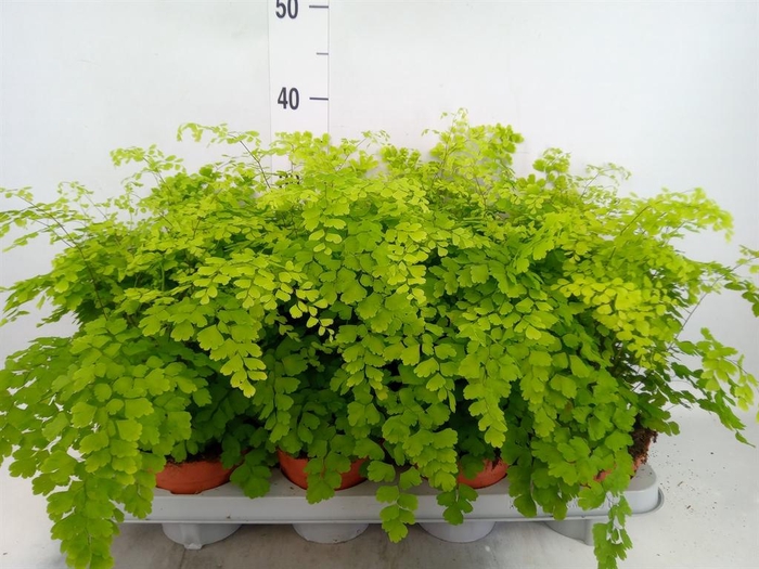 Adiantum raddi. 'Fragrans'