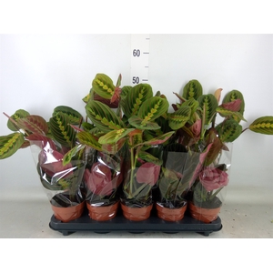 Maranta leuc. 'Fascinator'
