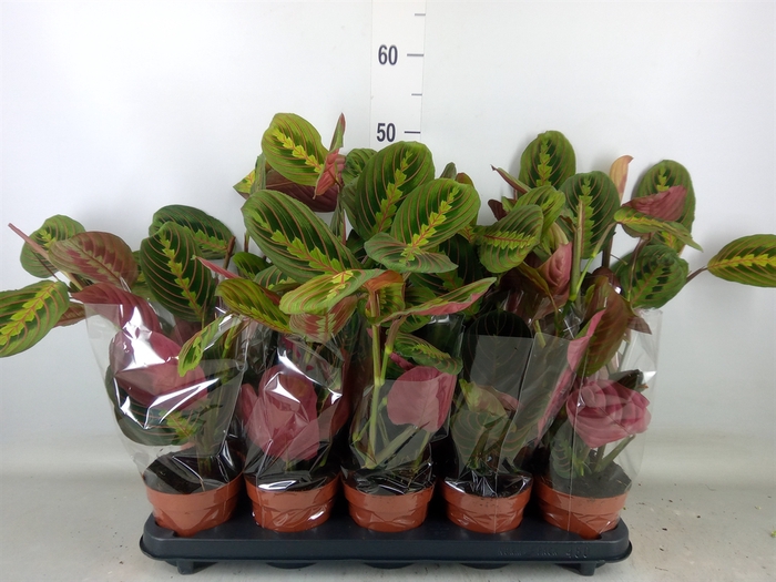 <h4>Maranta leuc. 'Fascinator'</h4>