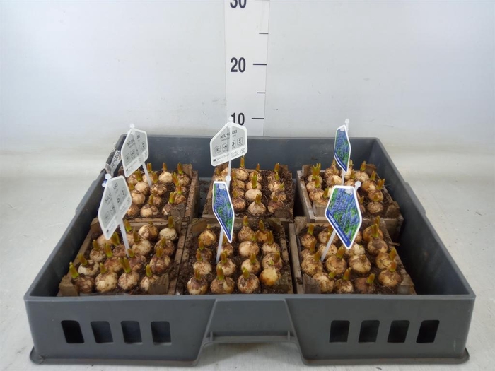 <h4>Arr.  Muscari L%</h4>