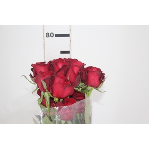 ROSA SAMOURAI 070 CM ESTUFA