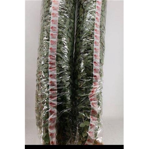 Euca Cinerea Super P Stem 200 Cm