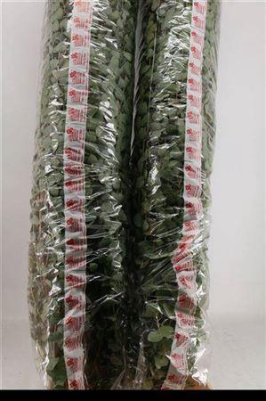 <h4>Euca Cinerea Super P Stem 200 Cm</h4>