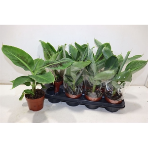 arr8 Musa Tropicana