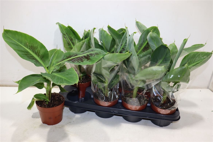 <h4>arr8 Musa Tropicana</h4>