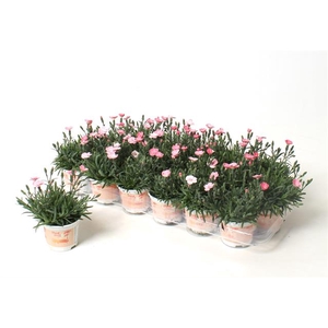 DIAN PEACH PARTY